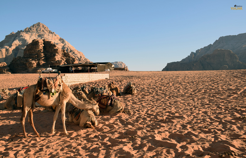 Camellos en Wadi Rum. Jordania