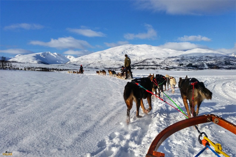 Trineo tirado por perros. Laponia noruega