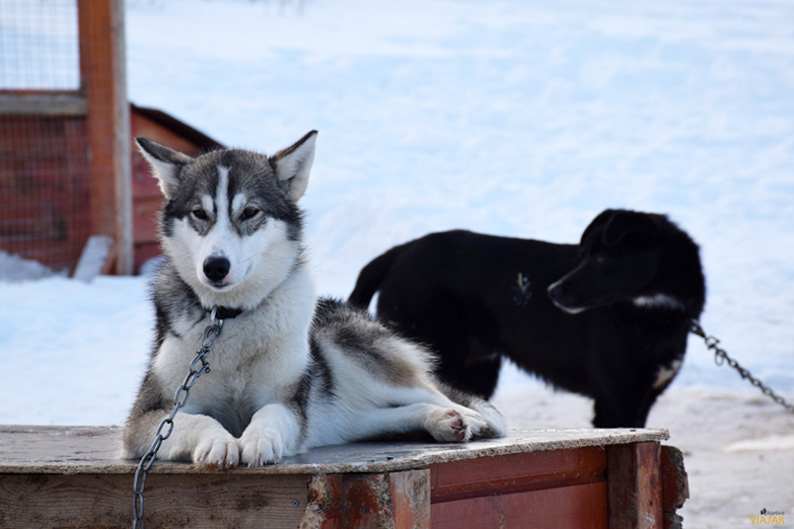 Alaskan husky. Trineo de perros. Laponia noruega