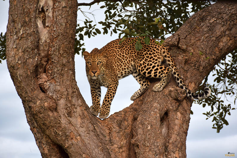 Leopardo. South Luangwa National Park. Zambia