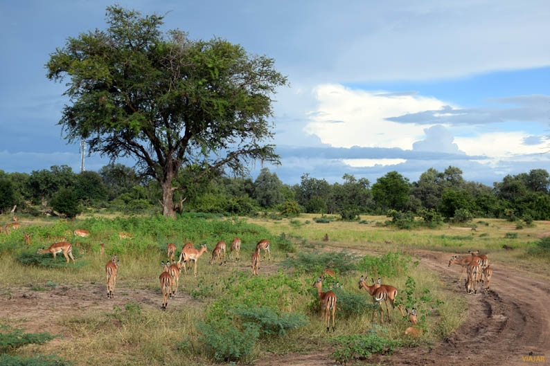 South Luangwa National Park. Zambia