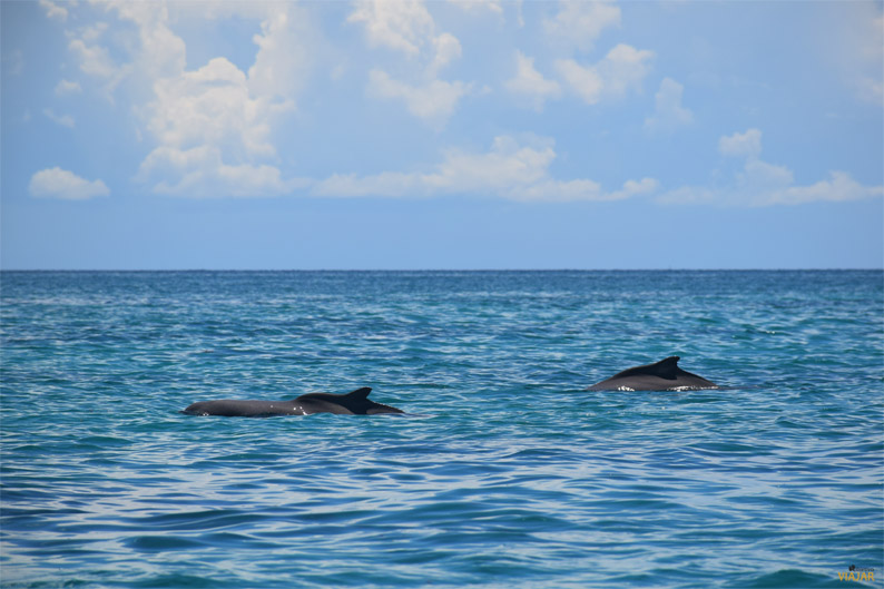 Delfines. Safari Blue