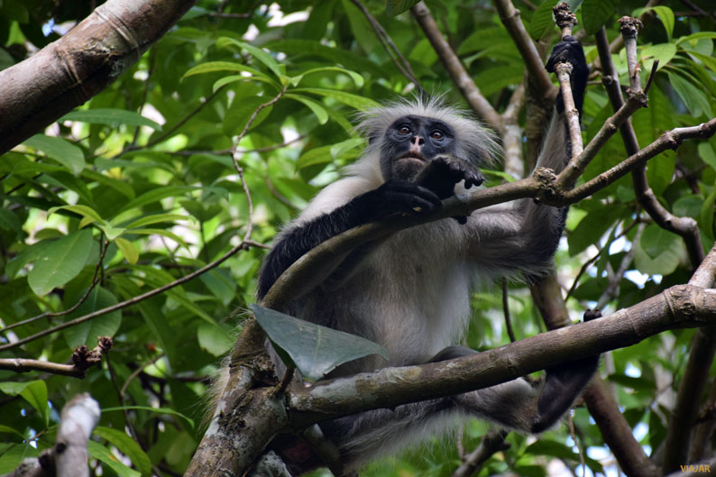 Mono colobo rojo. Bosque de Jozani. Zanzibar