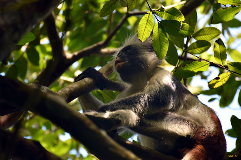 Mono colobo rojo. Bosque de Jozani